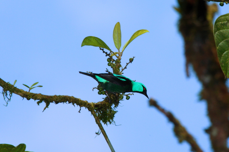 scarlet-thighed dacnis (Dacnis venusta); DISPLAY FULL IMAGE.