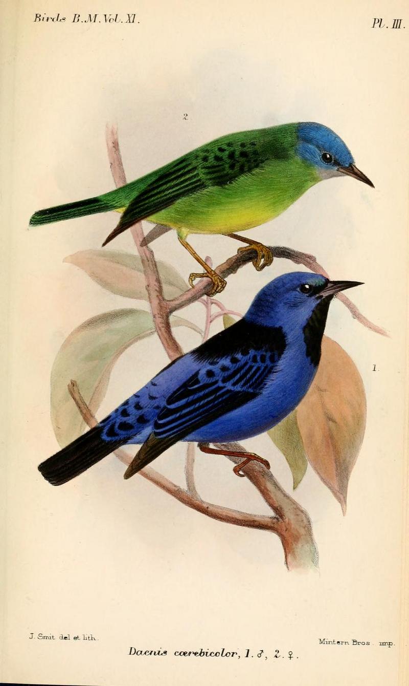 blue dacnis, turquoise honeycreeper (Dacnis cayana); DISPLAY FULL IMAGE.