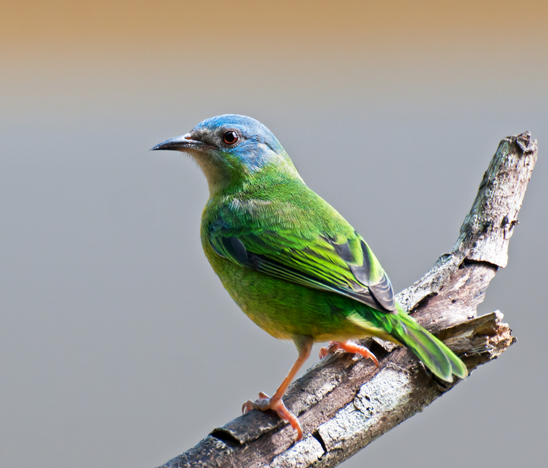 blue dacnis, turquoise honeycreeper (Dacnis cayana) adult female; DISPLAY FULL IMAGE.