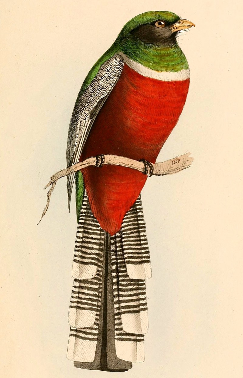 collared trogon (Trogon collaris) male; DISPLAY FULL IMAGE.