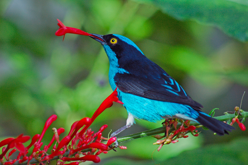 black-faced dacnis (Dacnis lineata) male; DISPLAY FULL IMAGE.