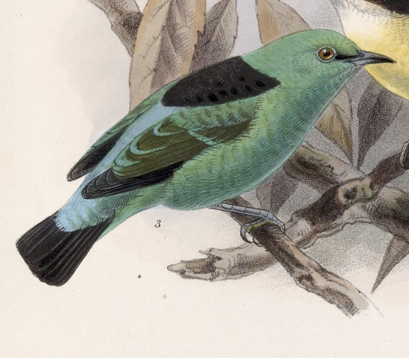 viridian dacnis (Dacnis viguieri); DISPLAY FULL IMAGE.