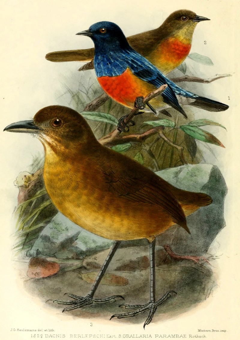 scarlet-breasted dacnis (Dacnis berlepschi); DISPLAY FULL IMAGE.