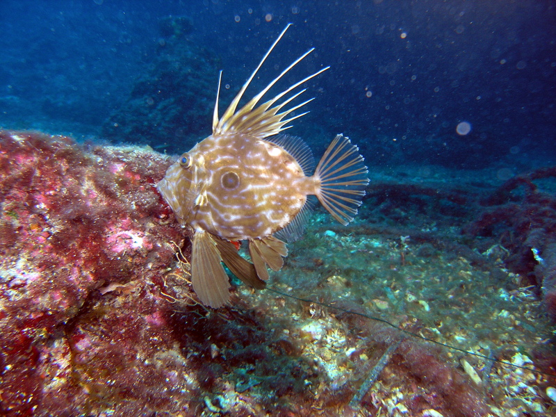 Zeus faber, John dory; DISPLAY FULL IMAGE.