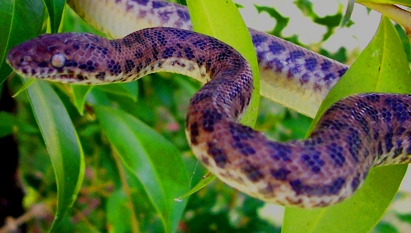 spotted python (Antaresia maculosa); DISPLAY FULL IMAGE.