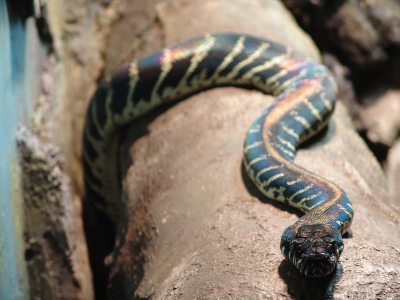 Boelen's python, black python (Morelia boeleni); DISPLAY FULL IMAGE.