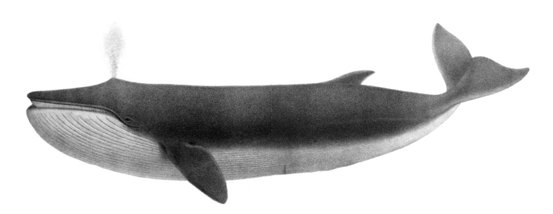 fin whale (Balaenoptera physalus); DISPLAY FULL IMAGE.