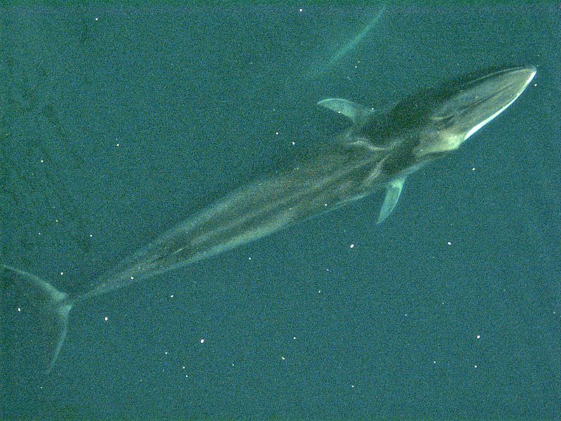 fin whale (Balaenoptera physalus); DISPLAY FULL IMAGE.