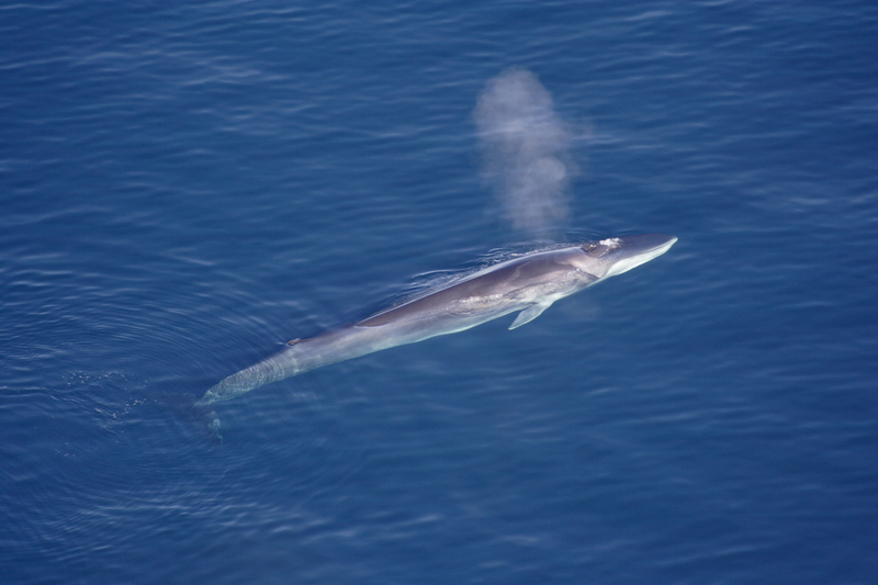 fin whale (Balaenoptera physalus); DISPLAY FULL IMAGE.