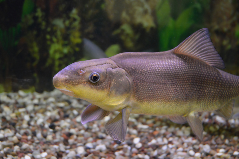 razorback sucker (Xyrauchen texanus); DISPLAY FULL IMAGE.