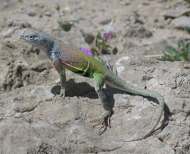 greater earless lizard (Cophosaurus texanus); DISPLAY FULL IMAGE.