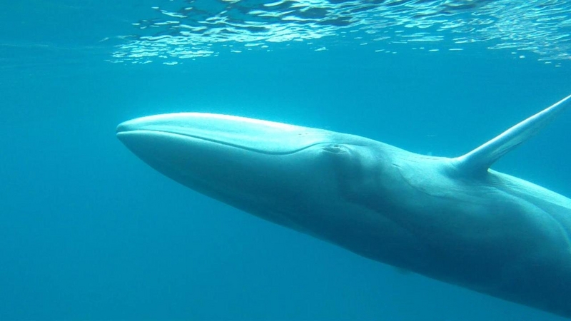 Omura's whale, dwarf fin whale (Balaenoptera omurai); DISPLAY FULL IMAGE.