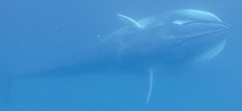 Omura's whale, dwarf fin whale (Balaenoptera omurai); DISPLAY FULL IMAGE.