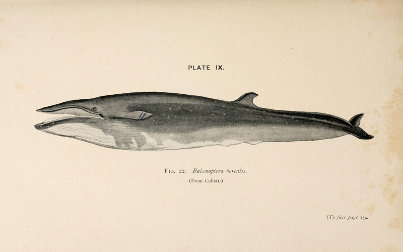 sei whale (Balaenoptera borealis); DISPLAY FULL IMAGE.