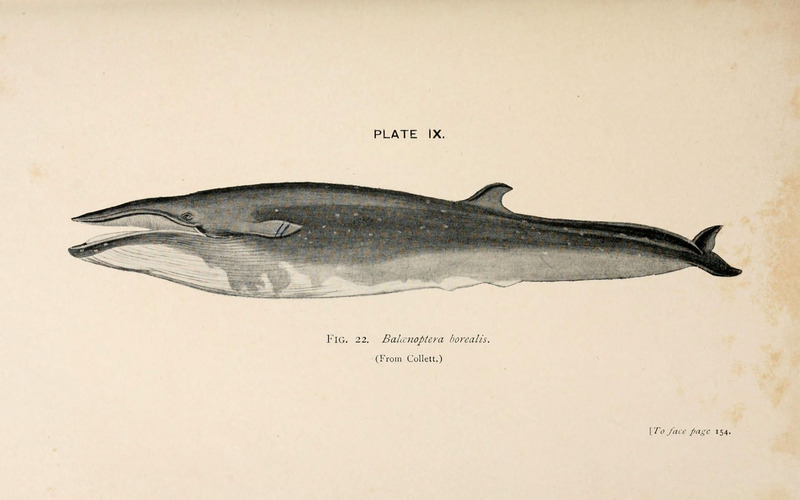 sei whale (Balaenoptera borealis); DISPLAY FULL IMAGE.