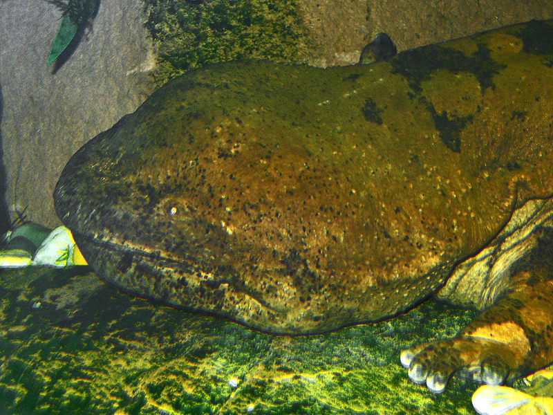 Chinese giant salamander (Andrias davidianus); DISPLAY FULL IMAGE.