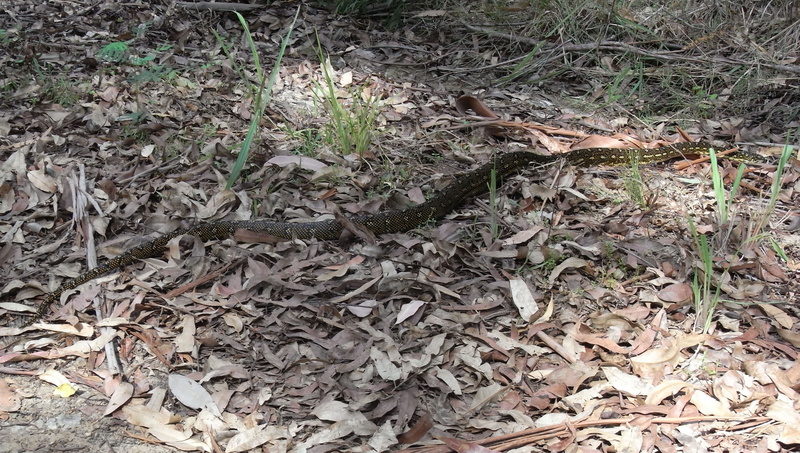 diamond python (Morelia spilota spilota); DISPLAY FULL IMAGE.