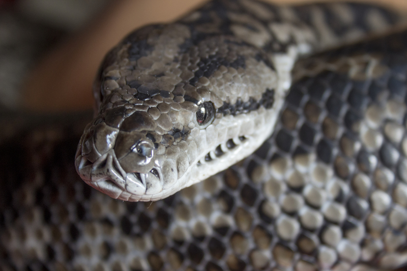 murray darling carpet python (Morelia spilota metcalfei); DISPLAY FULL IMAGE.