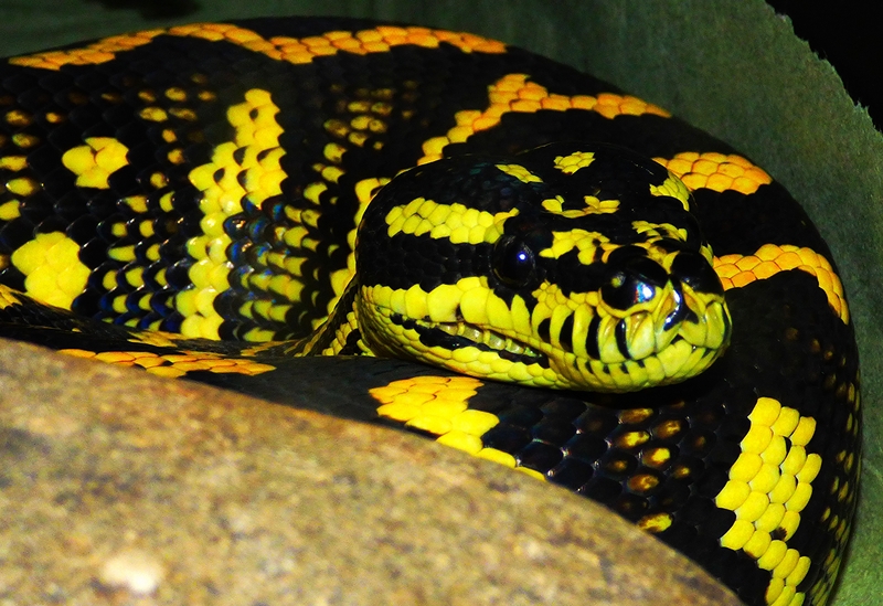 jungle carpet python (Morelia spilota cheynei); DISPLAY FULL IMAGE.