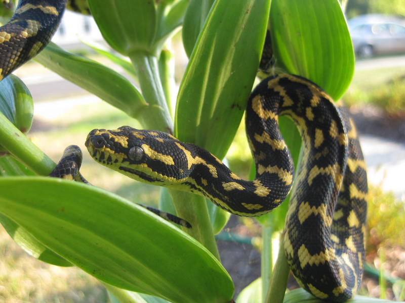 jungle carpet python (Morelia spilota cheynei); DISPLAY FULL IMAGE.