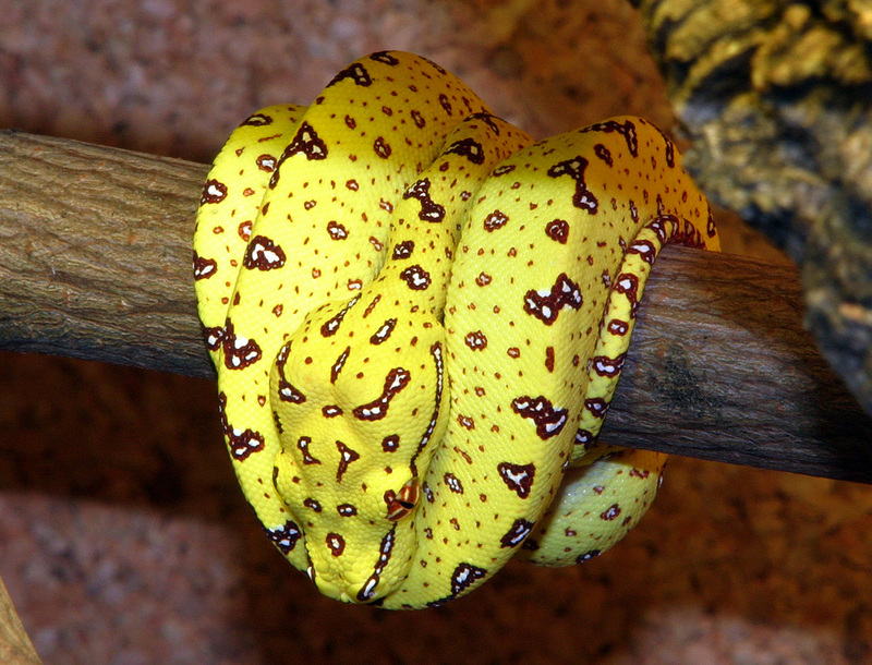 green tree python, chondro (Morelia viridis); DISPLAY FULL IMAGE.