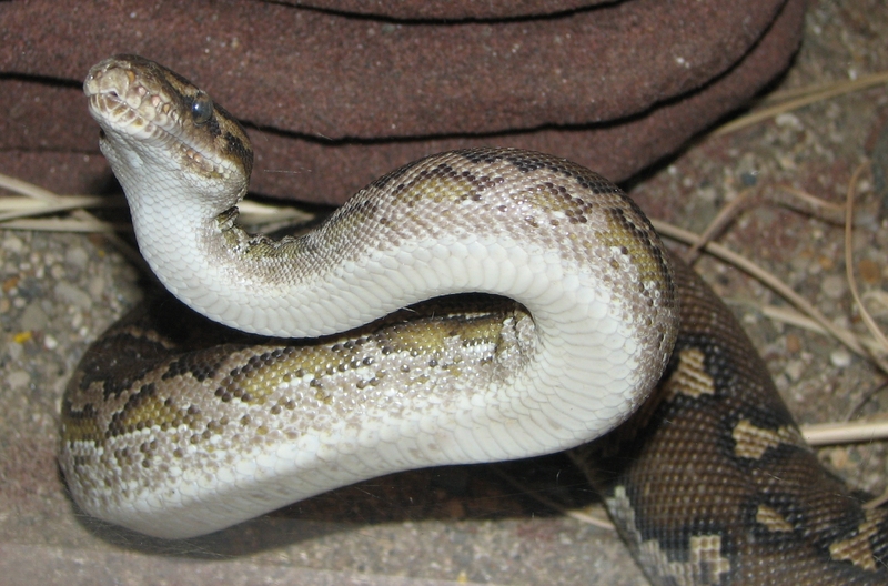 Angolan python, Anchieta's dwarf python (Python anchietae); DISPLAY FULL IMAGE.