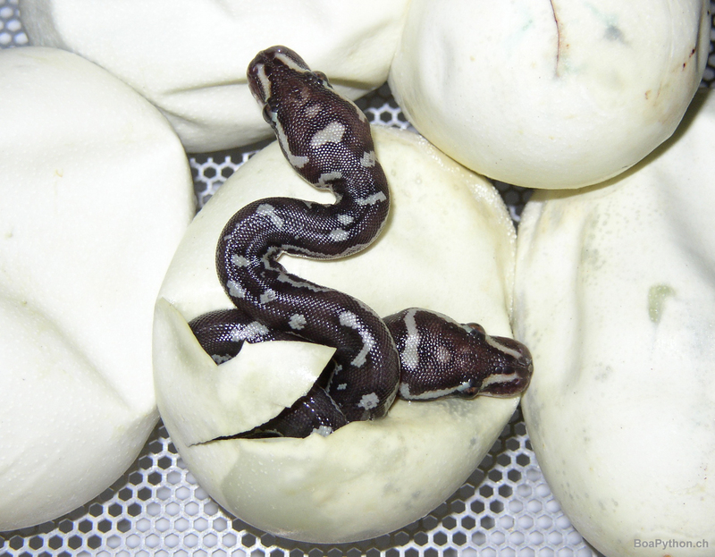 Angolan python, Anchieta's dwarf python (Python anchietae); DISPLAY FULL IMAGE.