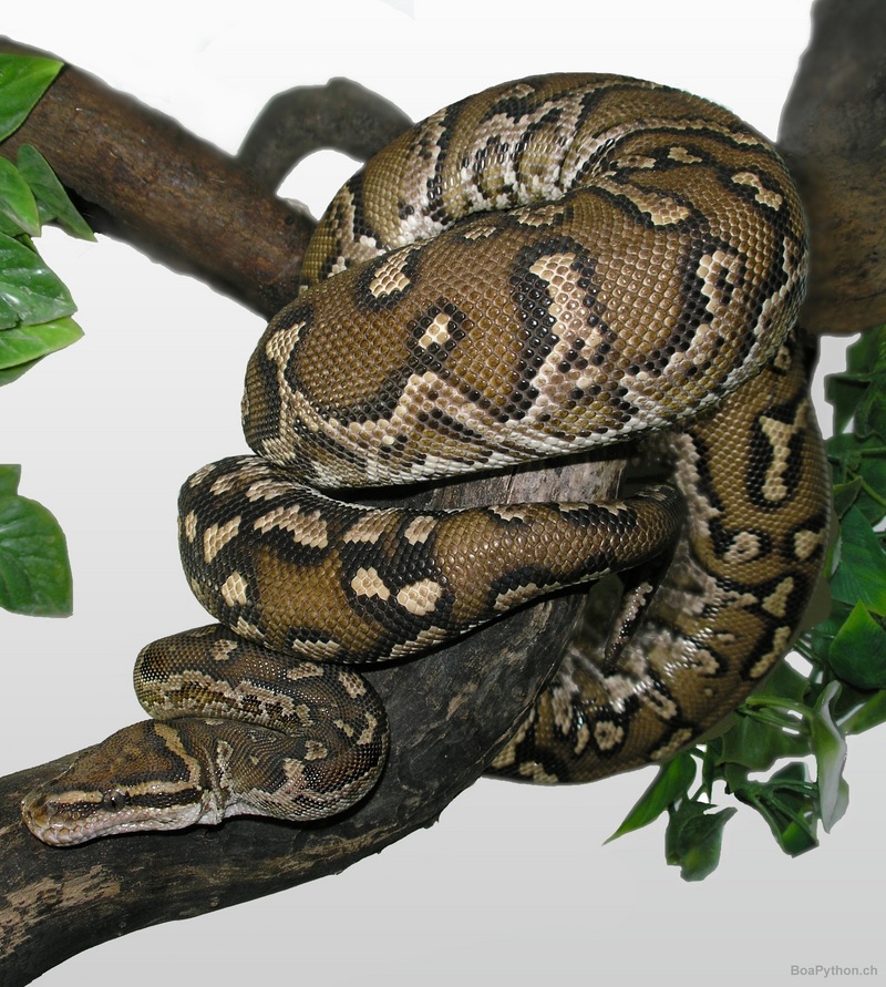 Angolan python, Anchieta's dwarf python (Python anchietae); DISPLAY FULL IMAGE.
