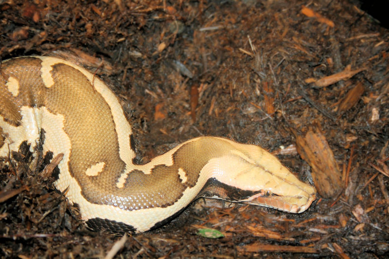 Borneo python (Python breitensteini); DISPLAY FULL IMAGE.