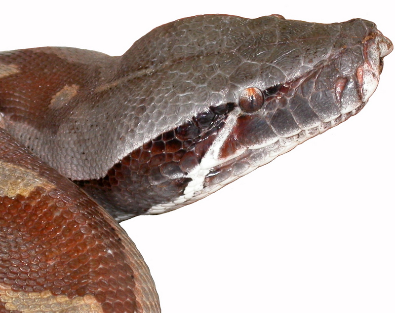 Brongersma's short-tailed python, blood python (Python brongersmai); DISPLAY FULL IMAGE.