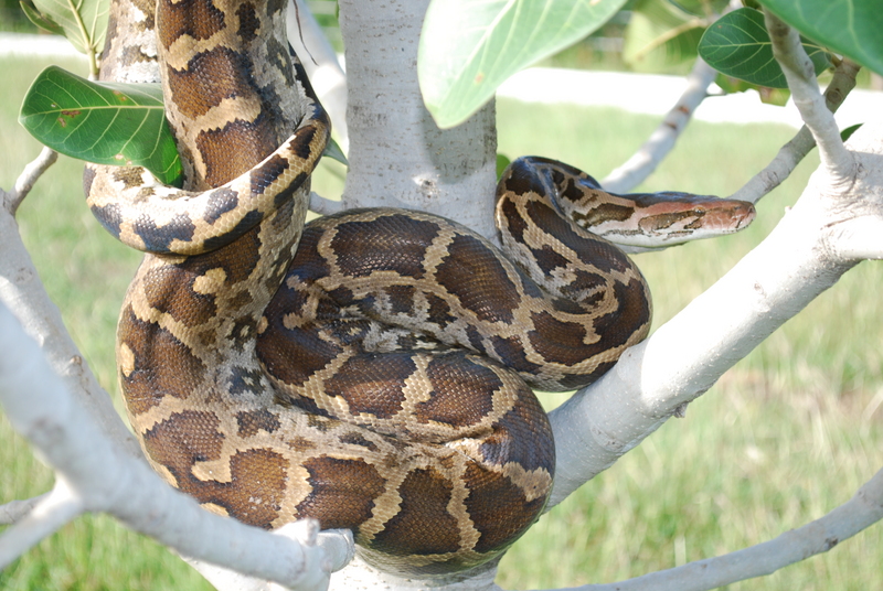 Indian rock python (Python molurus); DISPLAY FULL IMAGE.