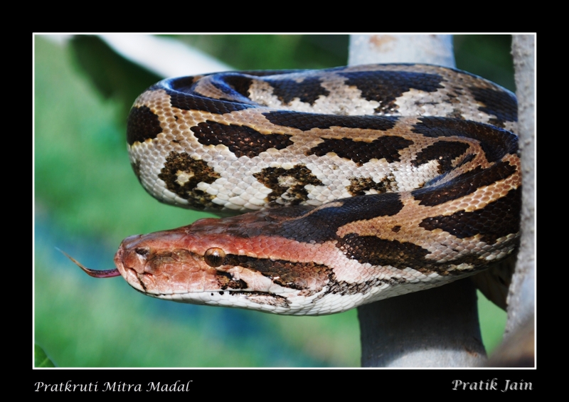 Indian rock python (Python molurus); DISPLAY FULL IMAGE.