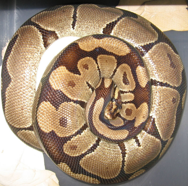 ball python, royal python (Python regius); DISPLAY FULL IMAGE.