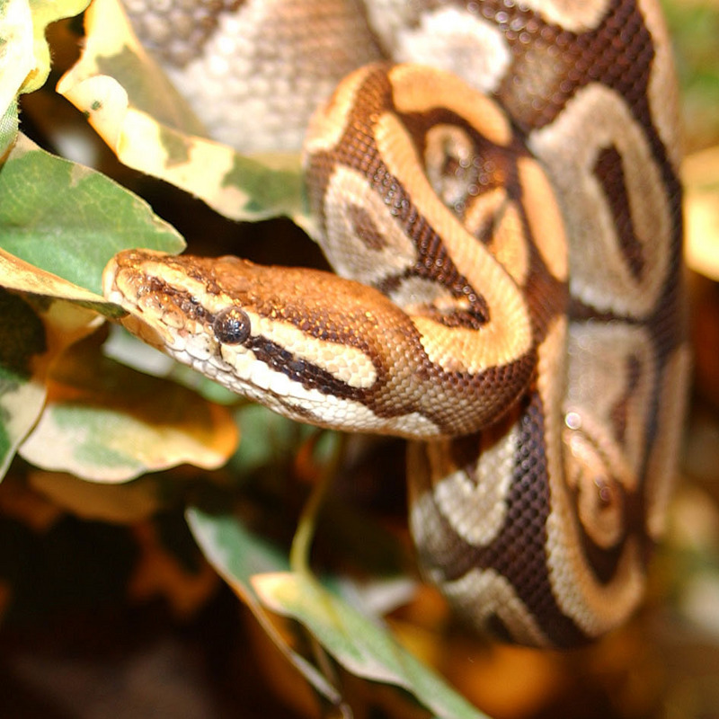 ball python, royal python (Python regius); DISPLAY FULL IMAGE.