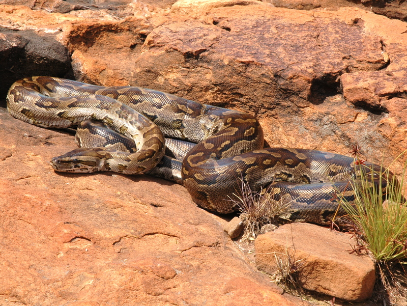 Southern African rock python (Python sebae natalensis); DISPLAY FULL IMAGE.