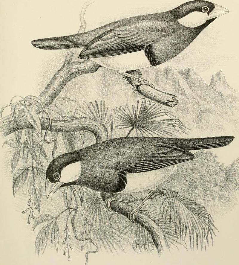 Timor sparrow, Timor dusky sparrow (Lonchura fuscata); DISPLAY FULL IMAGE.