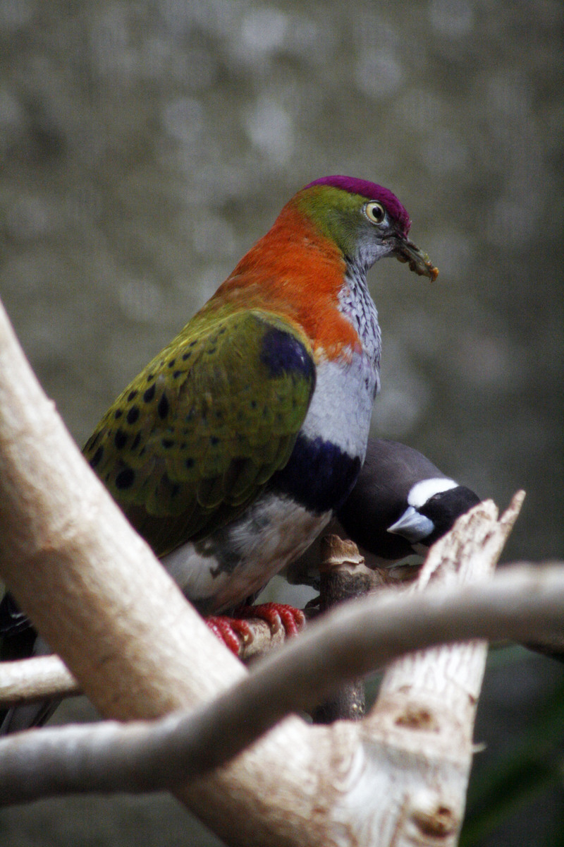 superb fruit dove (Ptilinopus superbus), Timor sparrow (Lonchura fuscata); DISPLAY FULL IMAGE.