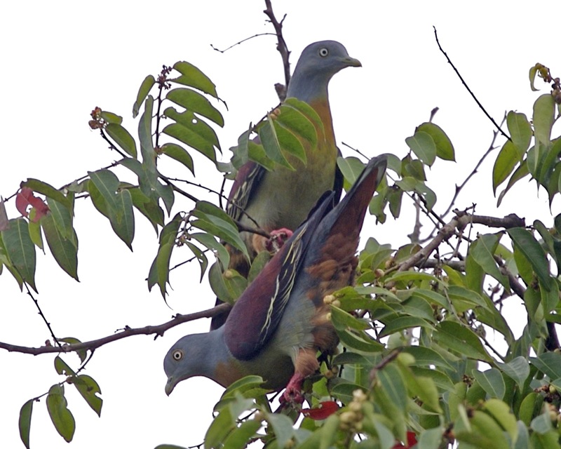 little green pigeon (Treron olax); DISPLAY FULL IMAGE.