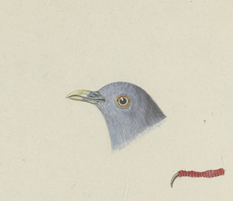 little green pigeon (Treron olax); DISPLAY FULL IMAGE.