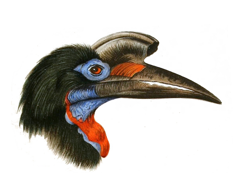Abyssinian ground hornbill, northern ground hornbill (Bucorvus abyssinicus); DISPLAY FULL IMAGE.