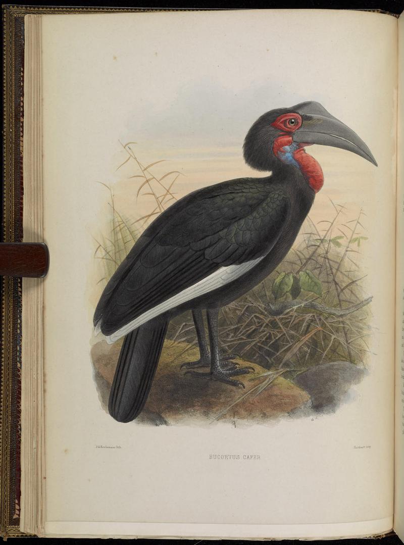 southern ground hornbill (Bucorvus leadbeateri); DISPLAY FULL IMAGE.