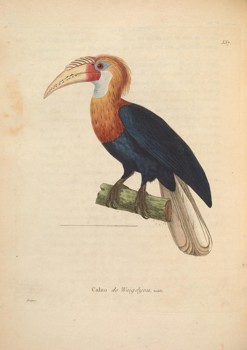 Blyth's hornbill, Papuan hornbill (Rhyticeros plicatus); DISPLAY FULL IMAGE.