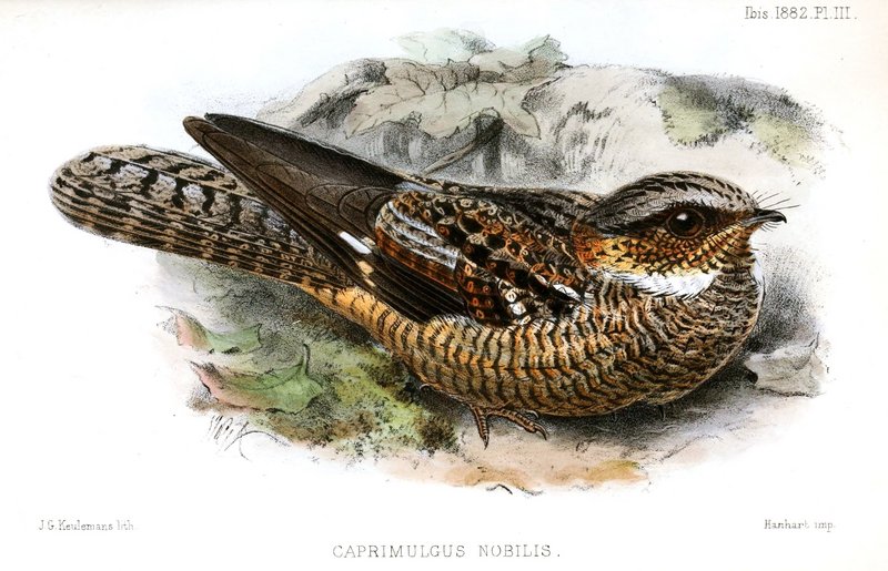 white-throated nightjar (Eurostopodus mystacalis); DISPLAY FULL IMAGE.