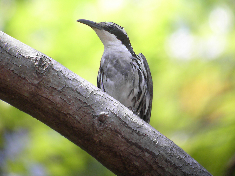 stripe-sided rhabdornis, stripe-headed creeper (Rhabdornis mystacalis); DISPLAY FULL IMAGE.