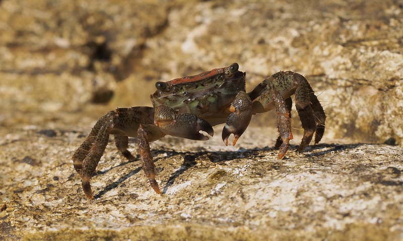 Pachygrapsus marmoratus (marbled rock crab); DISPLAY FULL IMAGE.