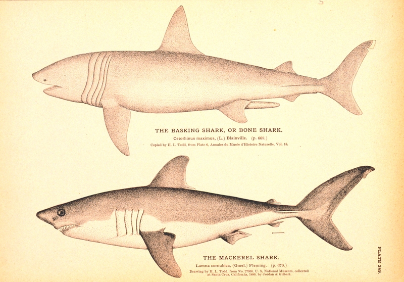 porbeagle (Lamna nasus); DISPLAY FULL IMAGE.