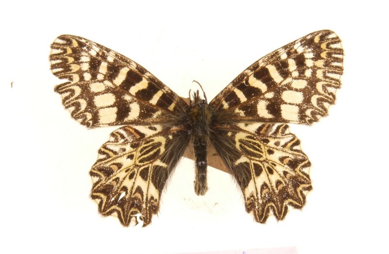 Spanish festoon (Zerynthia rumina paucipuncta); DISPLAY FULL IMAGE.