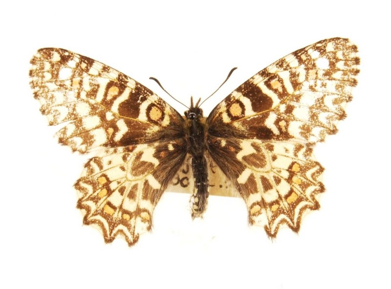 Spanish festoon (Zerynthia rumina hartmanni); DISPLAY FULL IMAGE.
