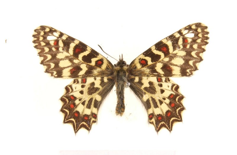 Spanish festoon (Zerynthia rumina australis); DISPLAY FULL IMAGE.