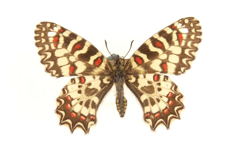 Spanish festoon (Zerynthia rumina medesicaste); DISPLAY FULL IMAGE.